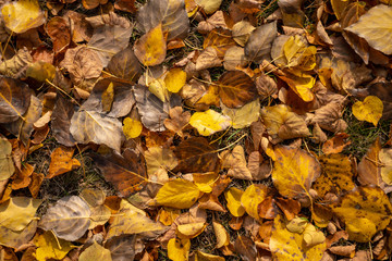 Colorful foliage / leaves on the floor in the autumn