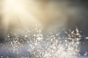 Grasses in snow