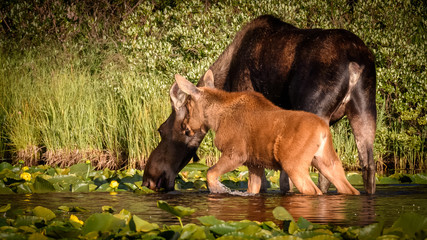Moose and Calf Graze for Breakfast in the Rocky Mountains of Colorado