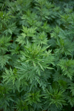 Artemisia Vulgaris