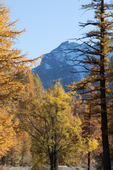 Fototapeta premium Orange pine trees and snowy mountains