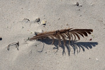 feather on sand