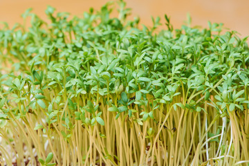 green fresh cress, macro color photo