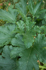 Cucurbita pepo