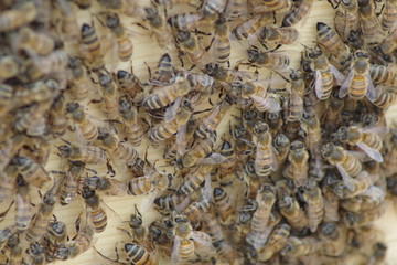 Abeilles domestiques