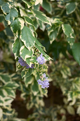 Duranta erecta