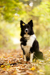 Border Collie im Herbstwald