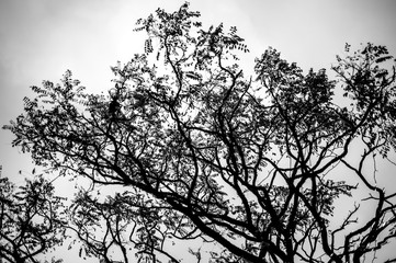 Bare tree branches on a pale white background