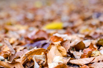 Fallen autumn leaves on the ground with shallow focus