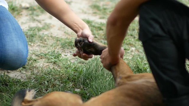 doctor stop bleeding on the dog's paw