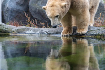 Eisbär