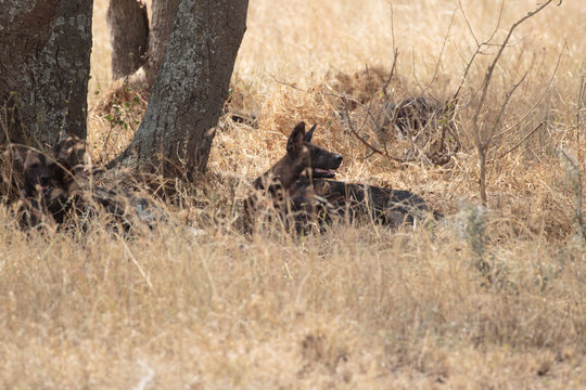 Serengeti