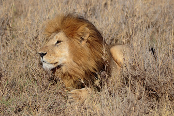 Obraz na płótnie Canvas Serengeti