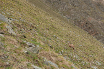 Alpine chamois into natural habitat at Grand Paradis natural reserve. - Wild animals of Cogne, Aosta Valley, Italy.