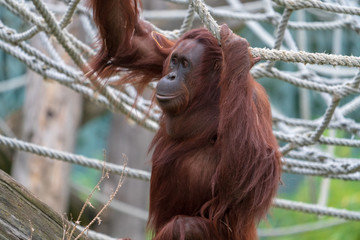 Naklejka premium Orang Utan