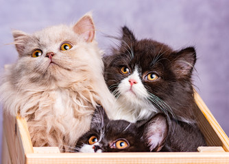 Beautiful black and white Scottish Straight Shorthair, Scottish straight longhair and British longhair kitten in the wooden box.