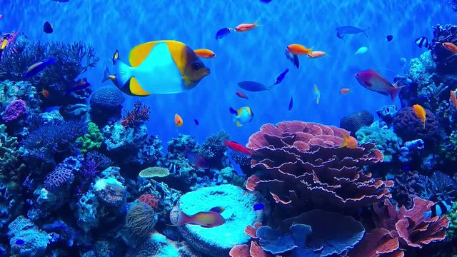 Reef Fish and Coral