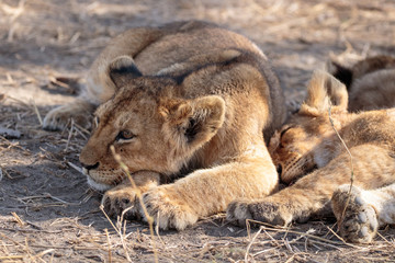 Serengeti