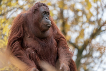 Orang Utan