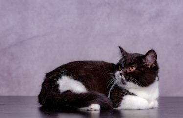 Scottish Straight Shorthair