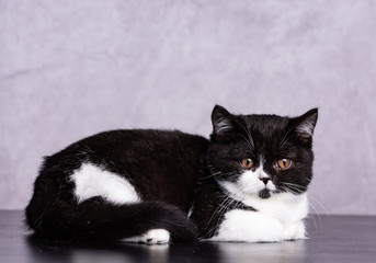 Scottish Straight Shorthair