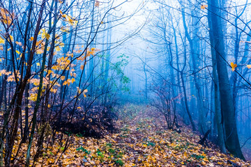 Obraz premium Mysterious foggy autumn forest with yellow leaves and dark atmosfere, Czech Republic, Europe