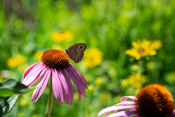 Blüte mit Schmetterling