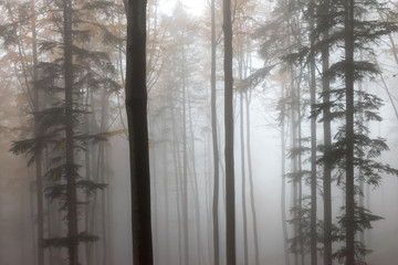 Mysterious autumn Europian Forest with dark atmosfere with fog, Czech Republic, Europe