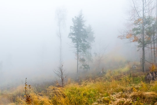 Colorful trees with autumn landscape in mountain with fog, Celadna, Beskids, Czech Republic