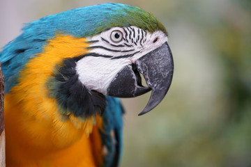 blue and yellow macaw