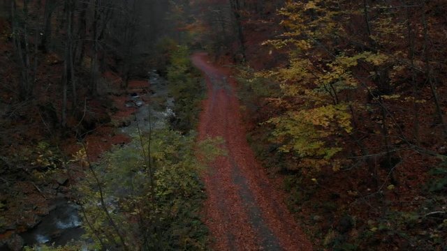 Autumn forest. Forest in the mountains. Mountain river. Stream with cold water. Shooting from the quadcopter.