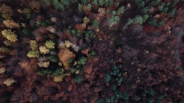  forest autumn blue sky clouds water road
