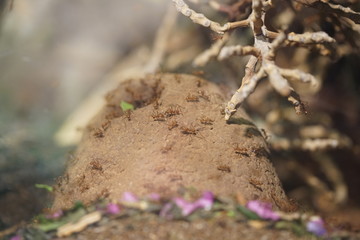 Close up of ants