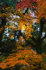 山道に差す秋の日差しと紅葉