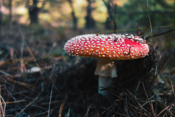 Dangerous poisonous mushrooms close up vivid image