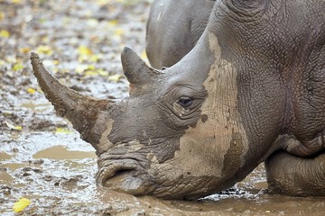 Rhinoceros in the mud