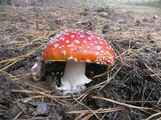 Amanita muscaria, fly agaric, photo