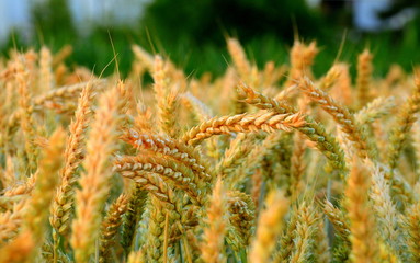 Wheat spike