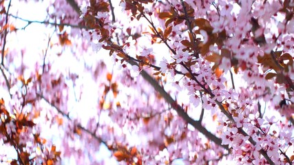 Pink Cherry Flowers Blooming In Springtime