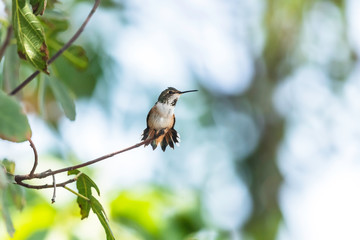 Hummingbird