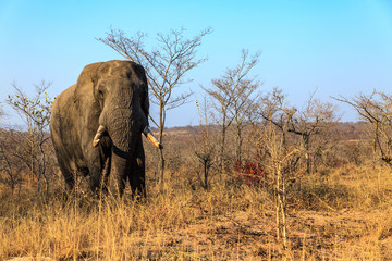 Fototapeta premium Sudafrica