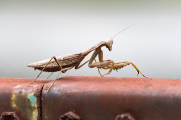 カマキリ