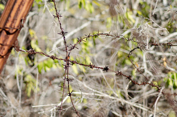 Barbed Wire