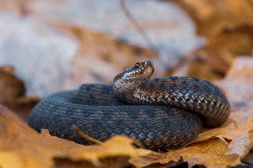 grass snake Natrix natrix close-up