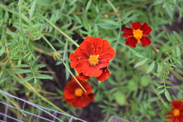 Red flowers