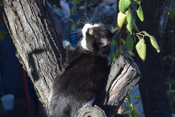 Cute furry cat on the street, looking at the owner