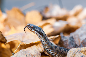 grass snake Natrix natrix close-up