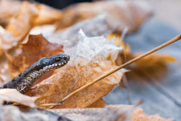 Fototapeta premium grass snake Natrix natrix close-up