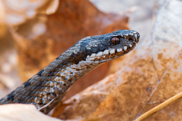 grass snake Natrix natrix close-up
