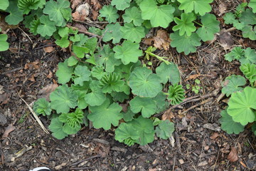Scalloped leaves